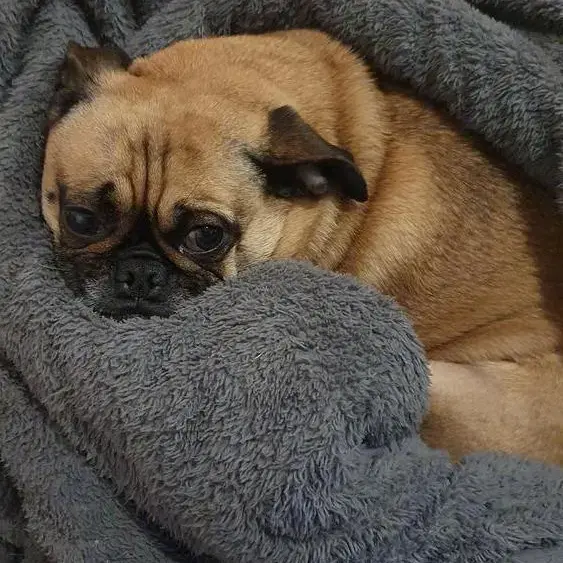 Pug