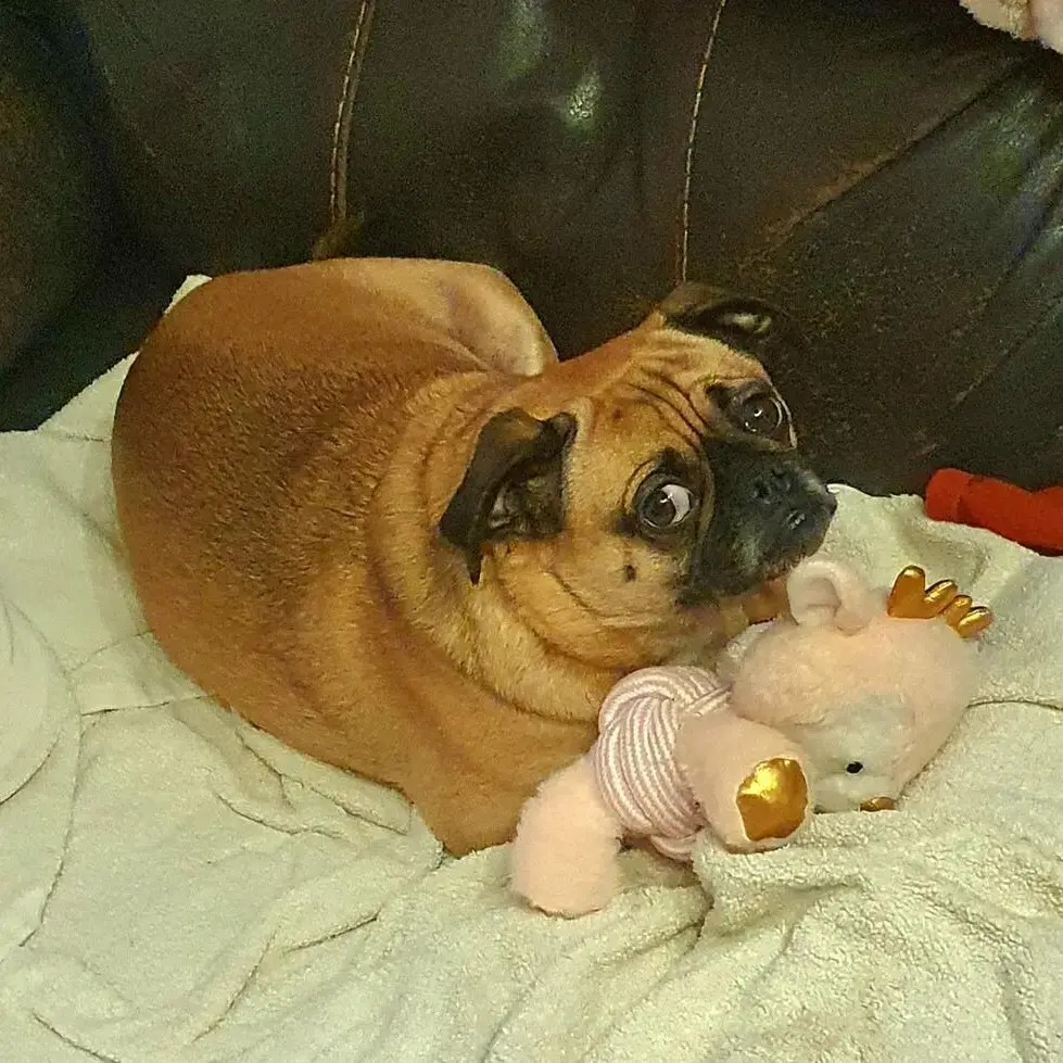 Pug
