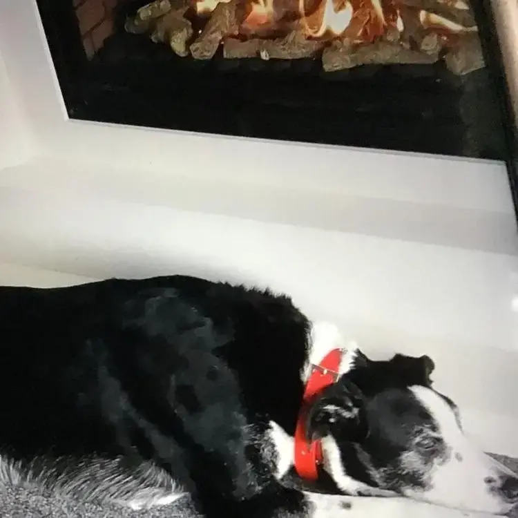 Border Collie