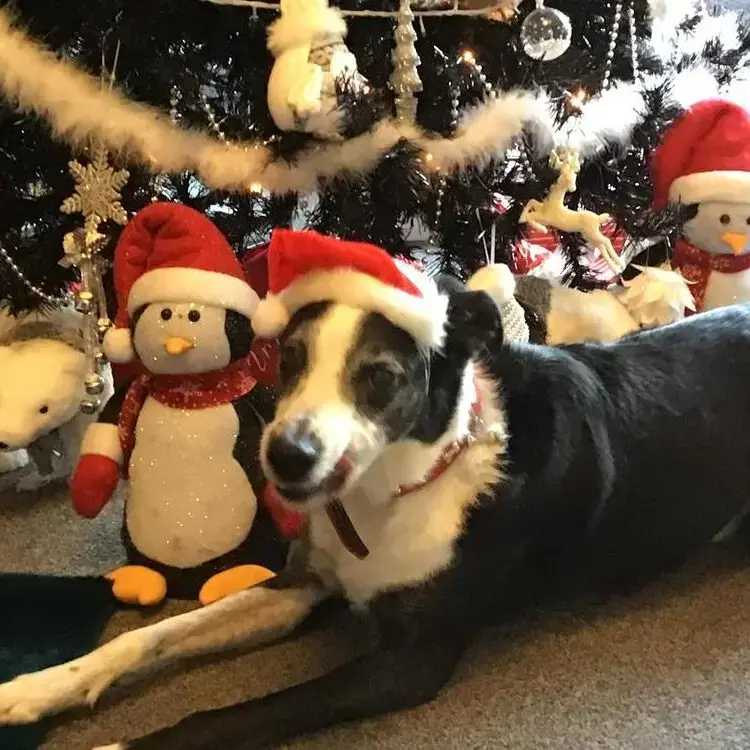 Border Collie