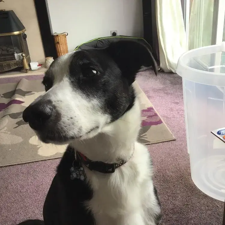 Border Collie