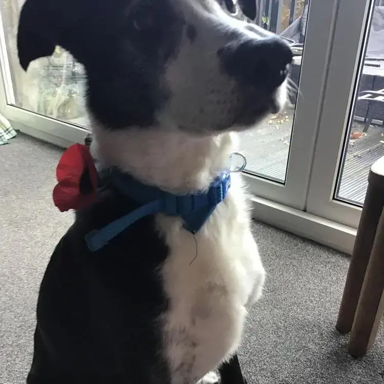 Border Collie