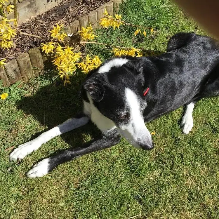 Border Collie