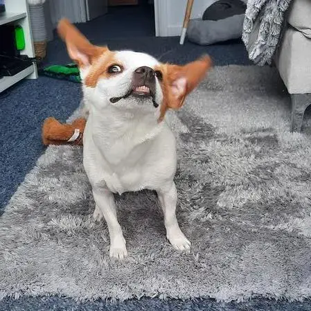 Jack Russell Terrier