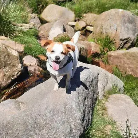 Jack Russell Terrier