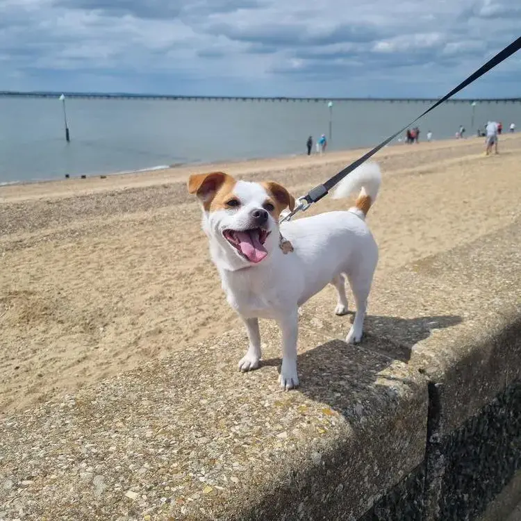 Jack Russell Terrier