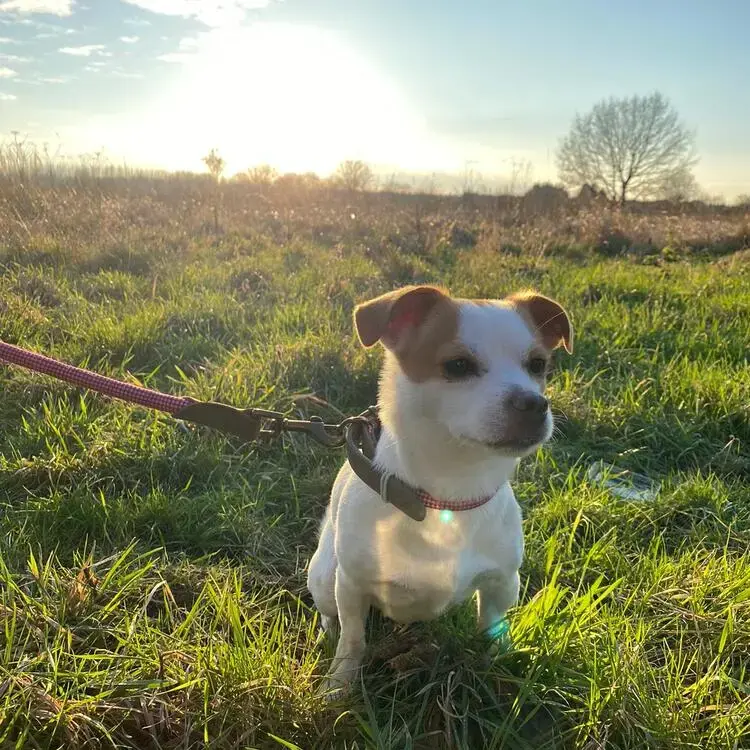 Jack Russell Terrier