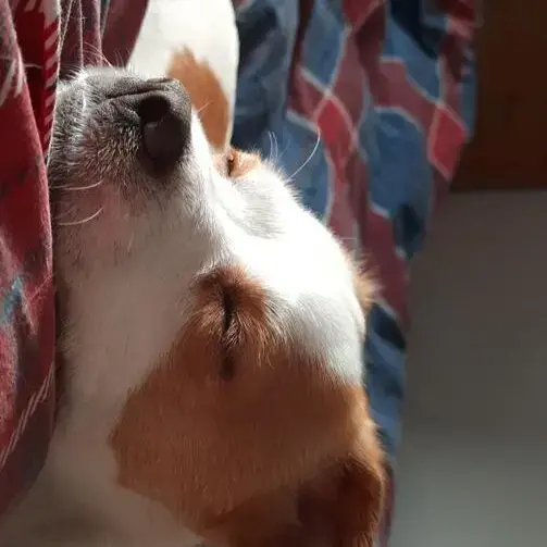 Jack Russell Terrier