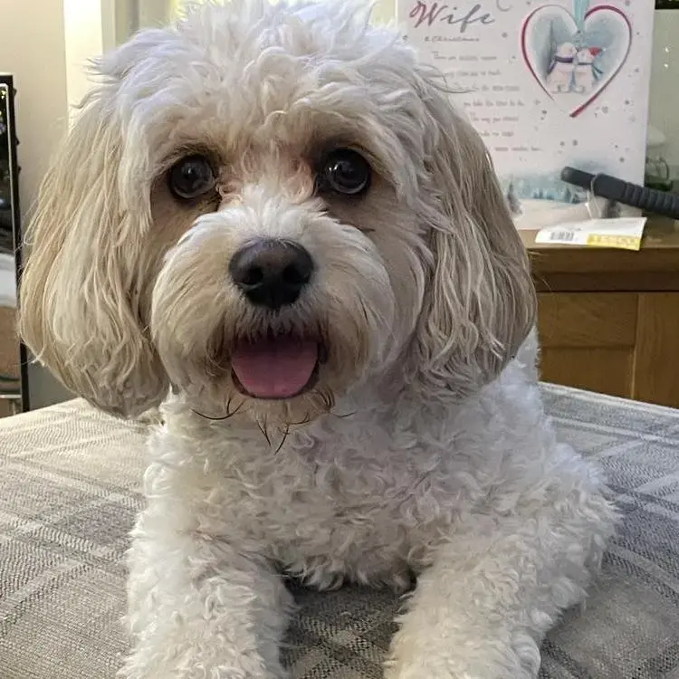 Cavachon