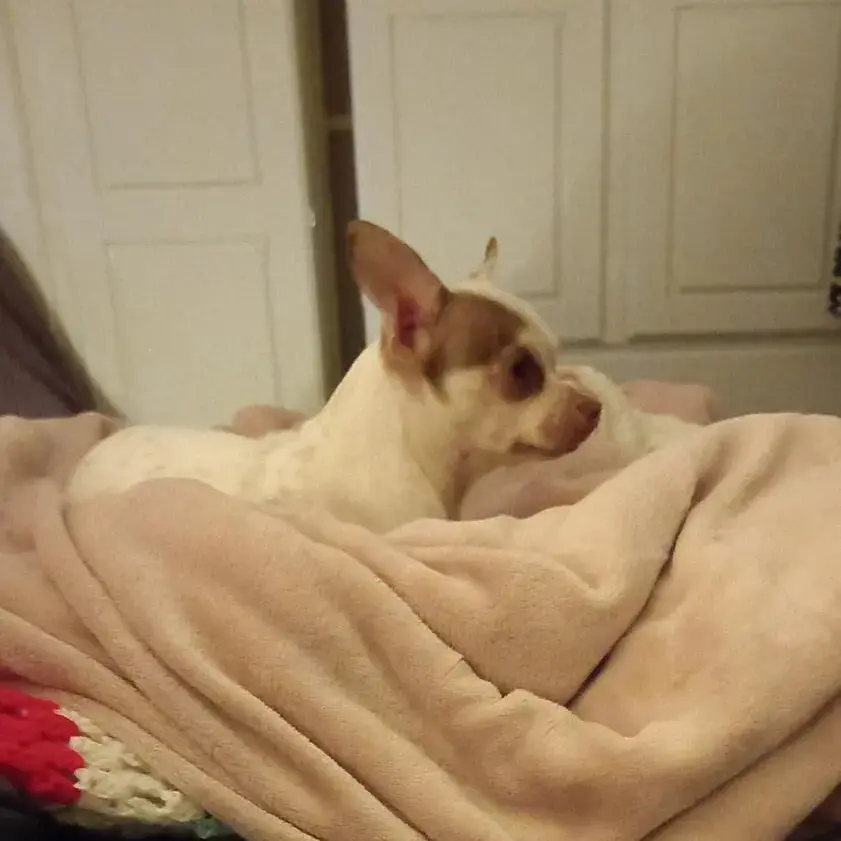 Chihuahua (Smooth Coat)