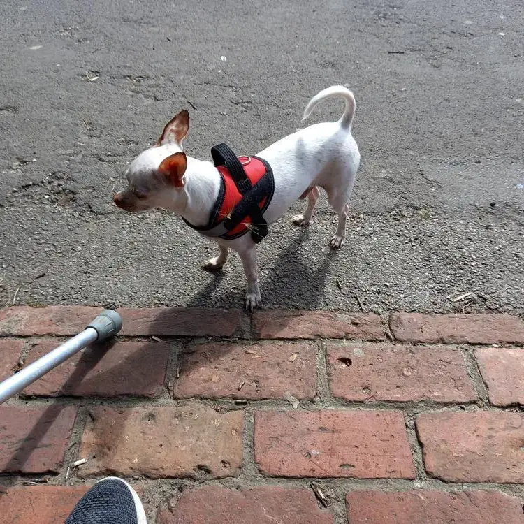 Chihuahua (Smooth Coat)