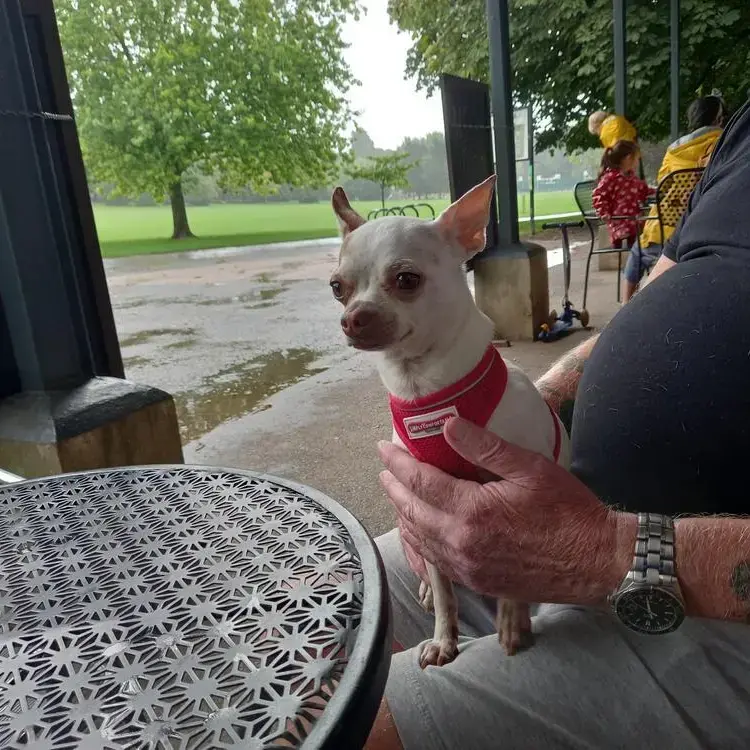 Chihuahua (Smooth Coat)