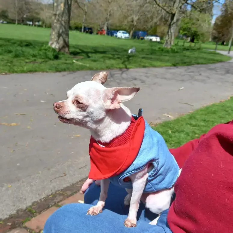 Chihuahua (Smooth Coat)