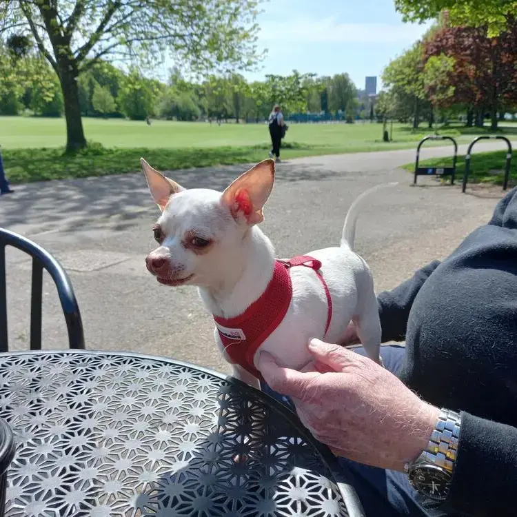 Chihuahua (Smooth Coat)