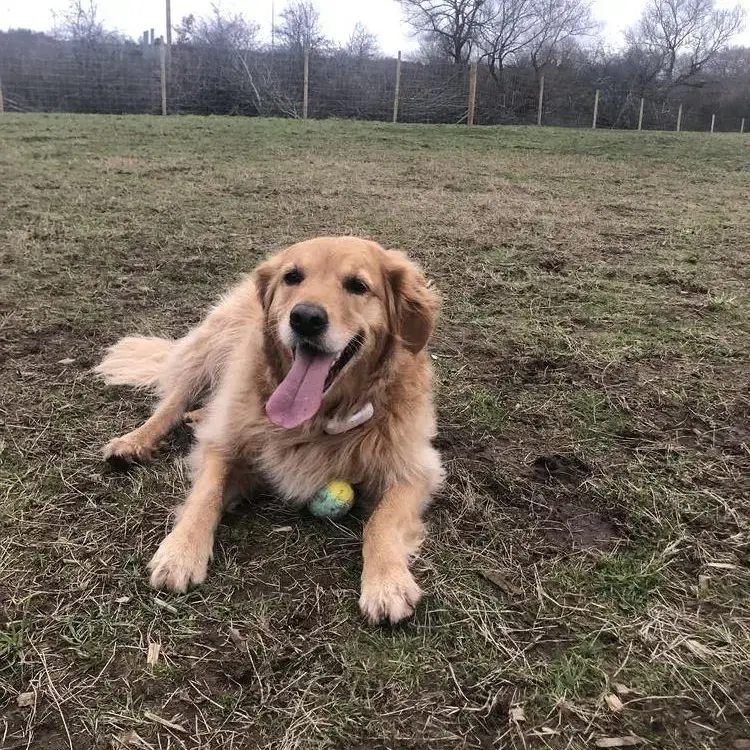 Golden Retriever