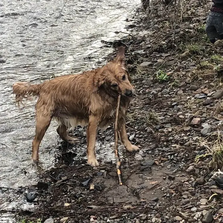 Golden Retriever