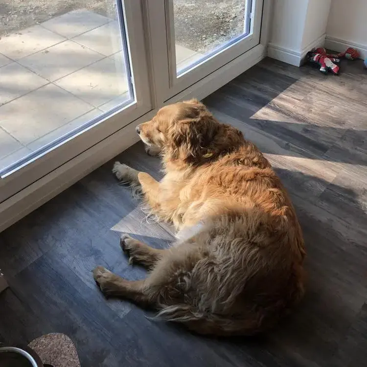 Golden Retriever