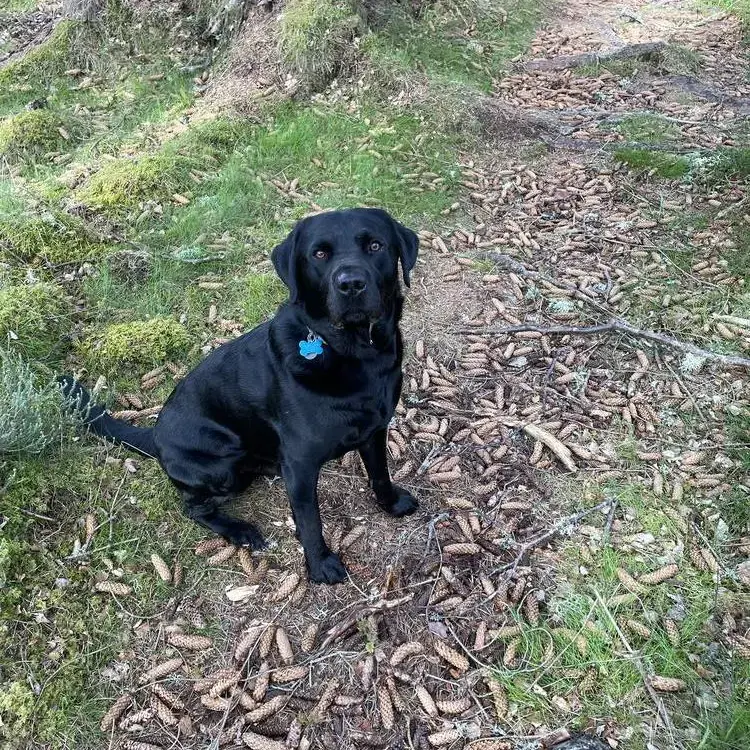 Labrador Retriever