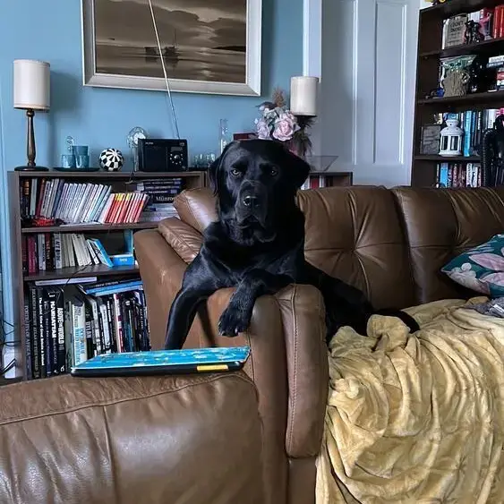Labrador Retriever