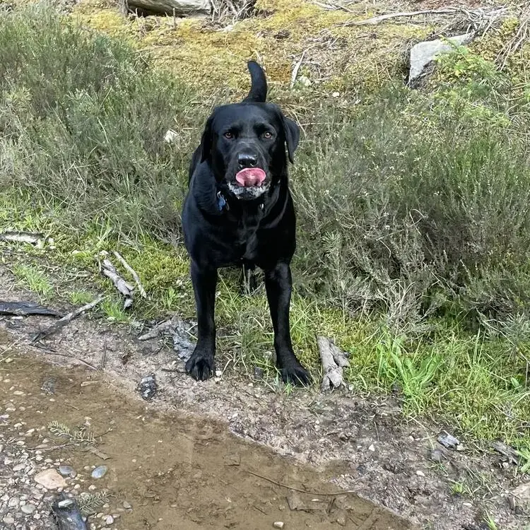 Labrador Retriever
