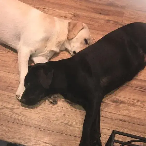 Labrador Retriever