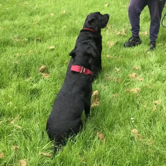 Labrador Retriever