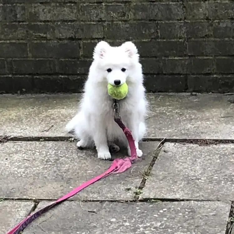 Japanese Spitz