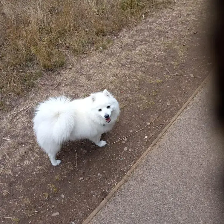 Japanese Spitz