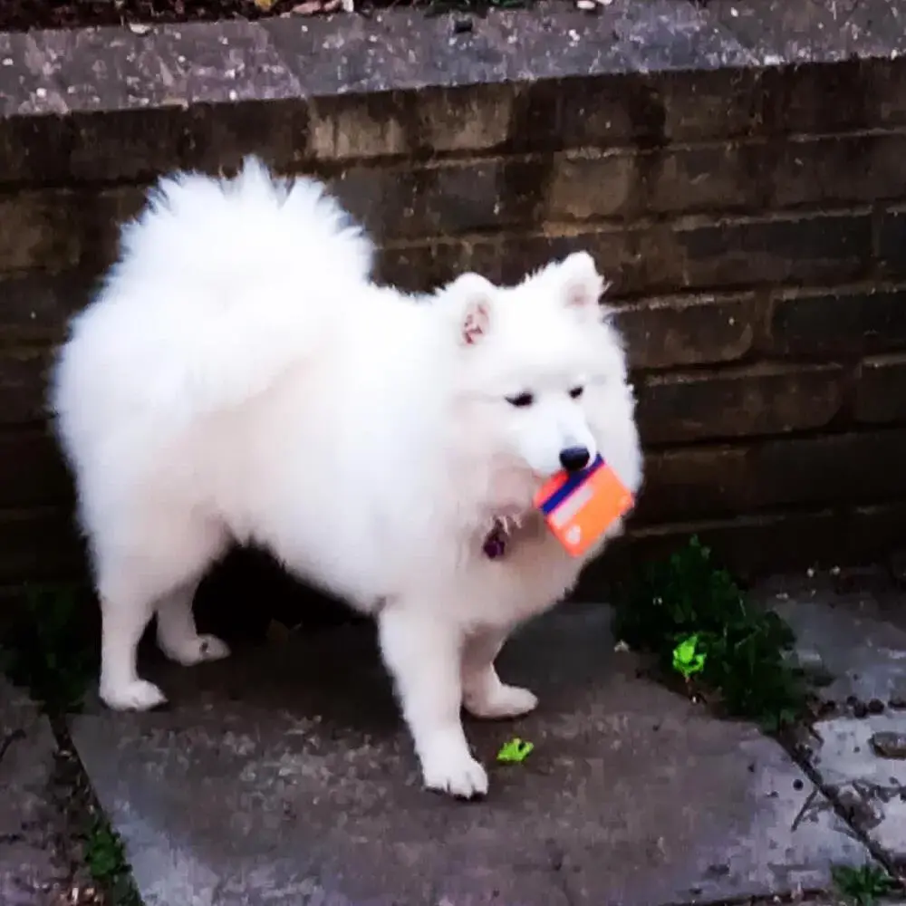 Japanese Spitz