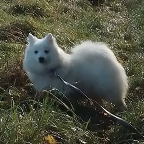 Japanese Spitz