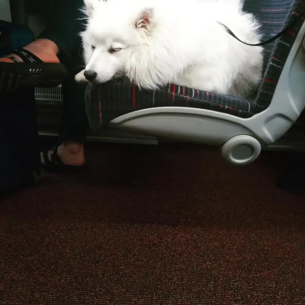 Japanese Spitz