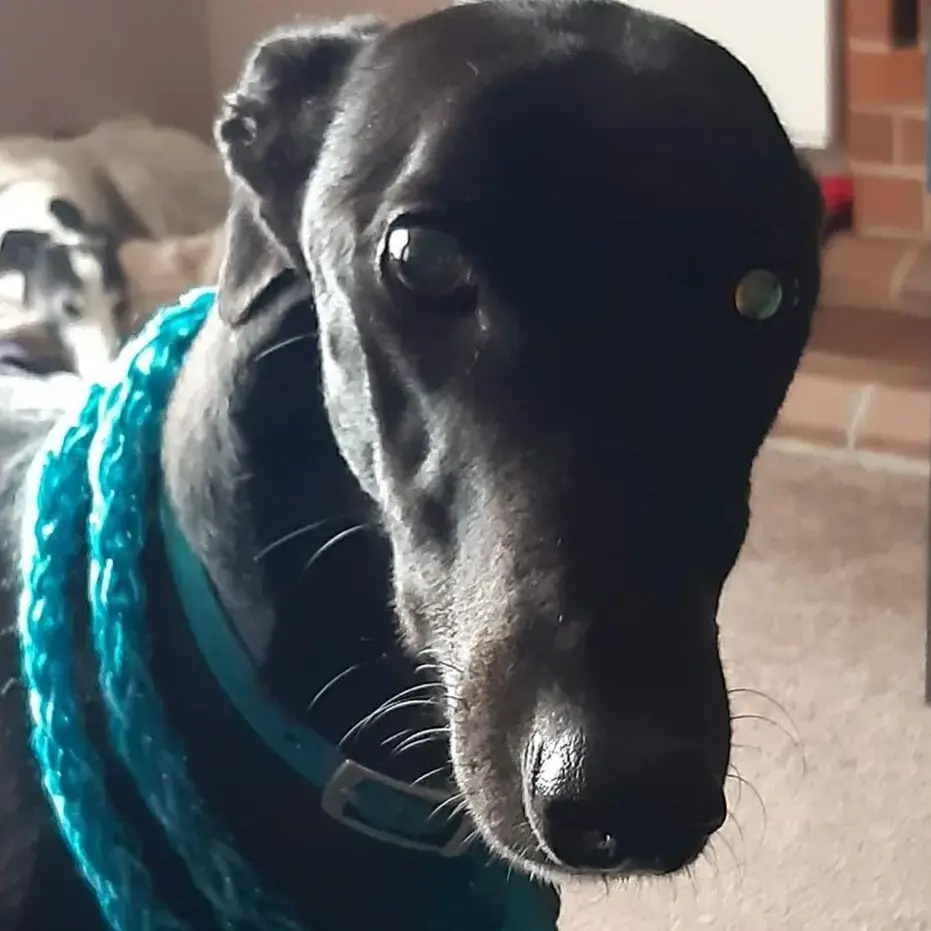 Greyhound