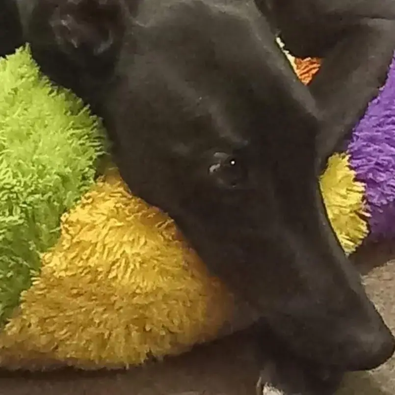 Greyhound