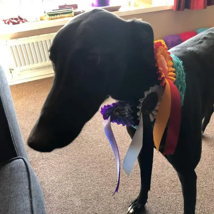 Greyhound