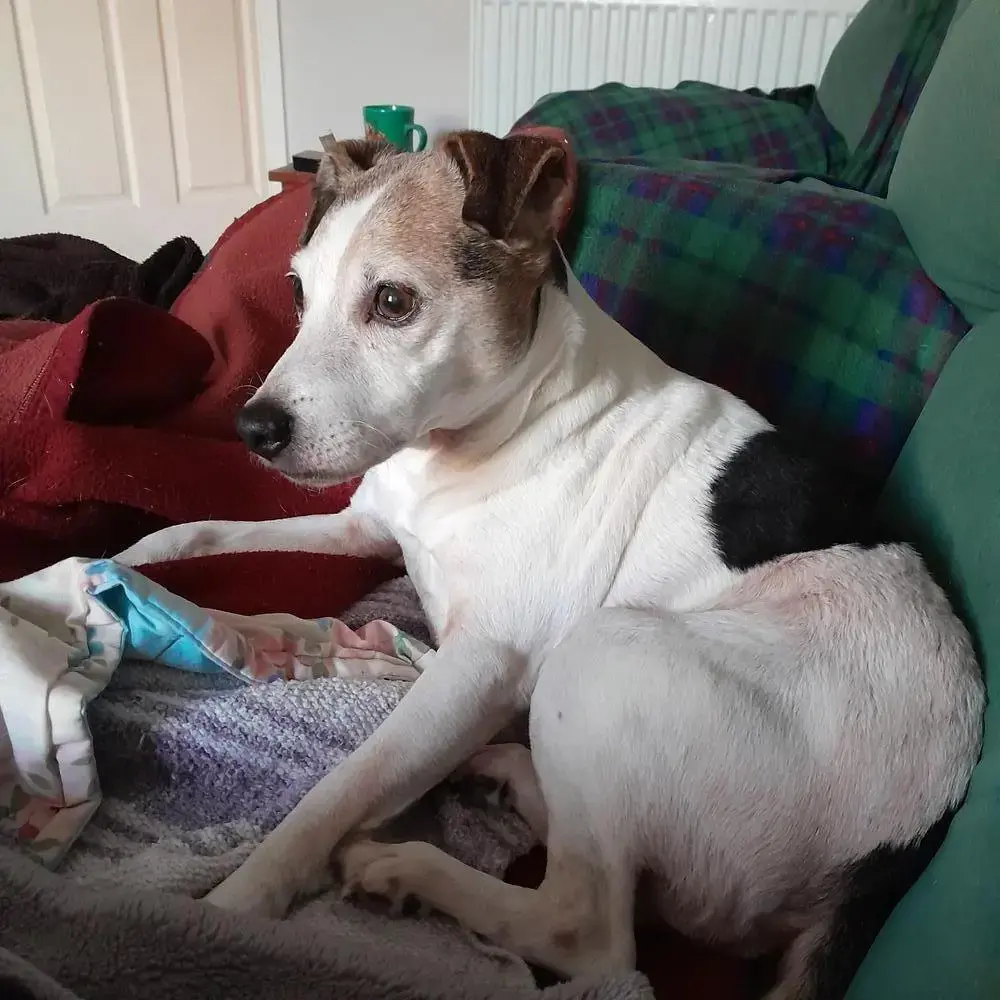 Parson Russell Terrier