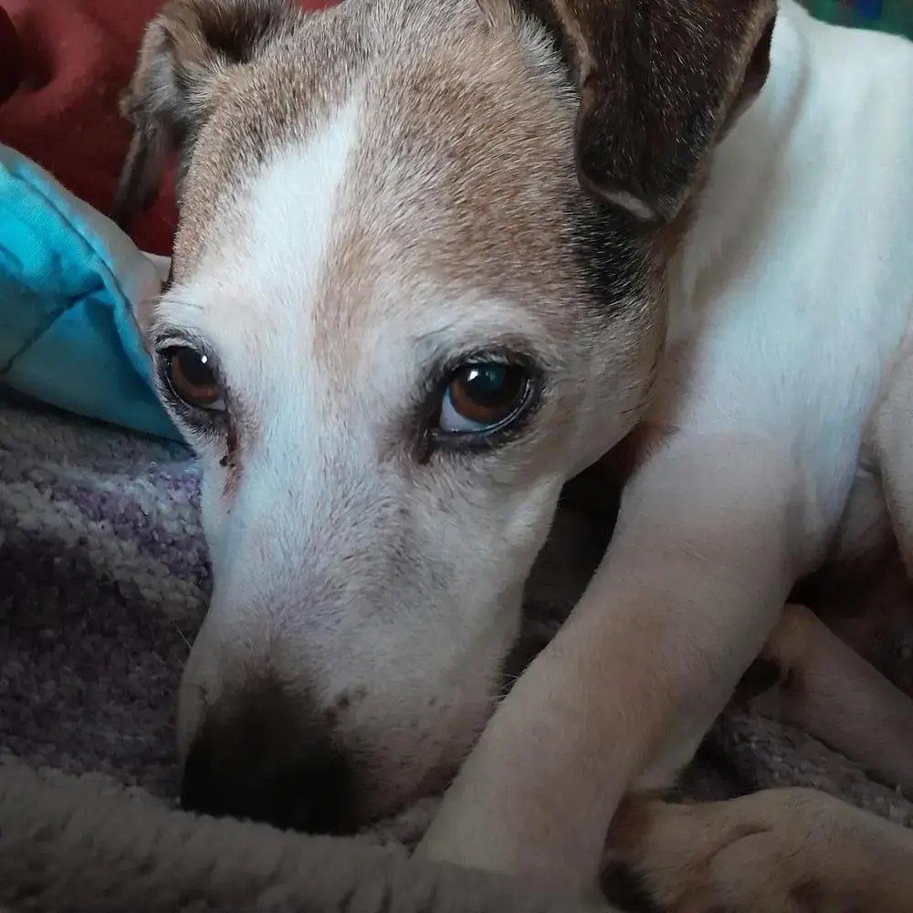 Parson Russell Terrier