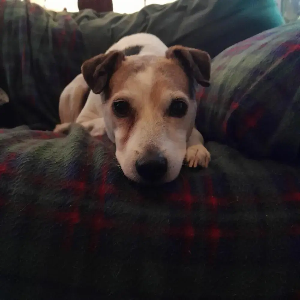 Parson Russell Terrier