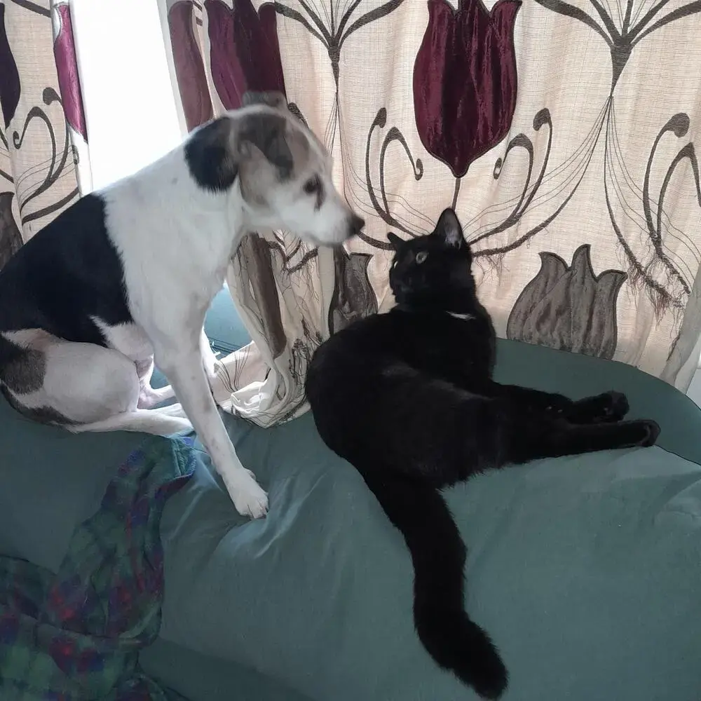 Parson Russell Terrier