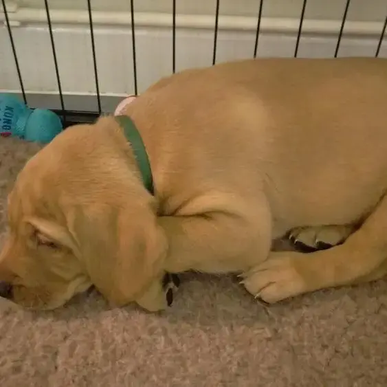 Labrador Retriever