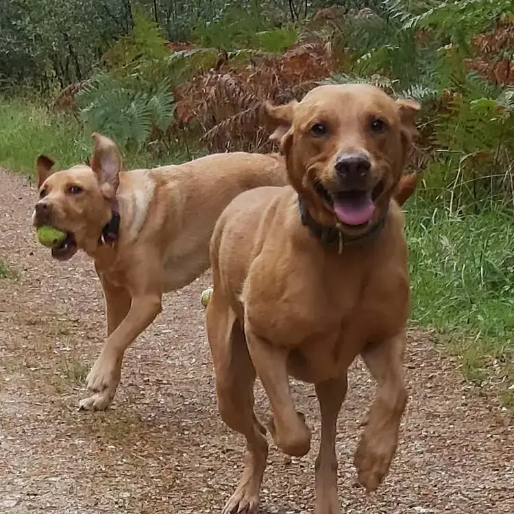 Labrador Retriever
