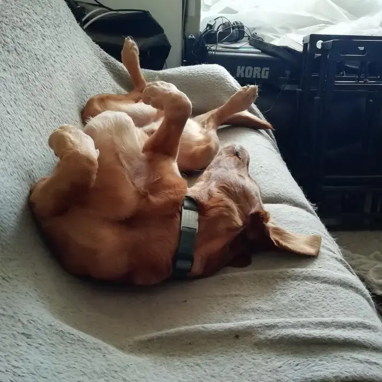 Labrador Retriever