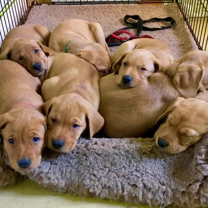 Labrador Retriever