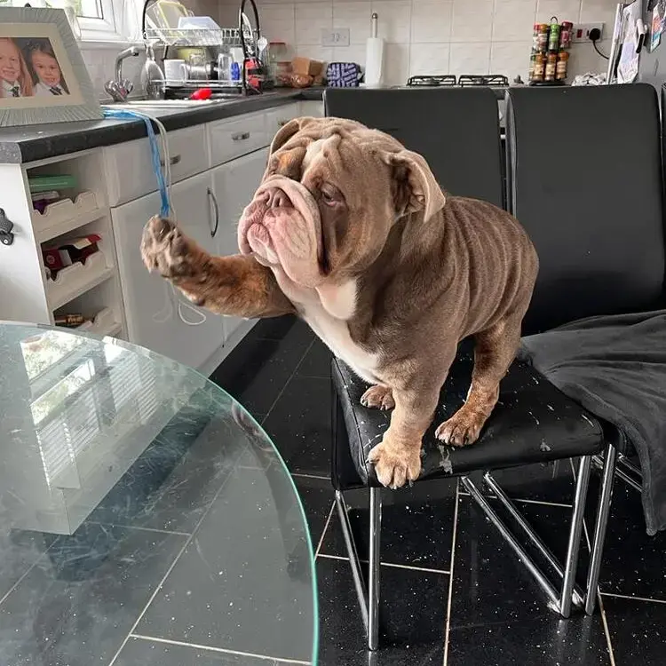 Bulldog