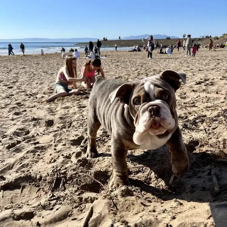 Bulldog