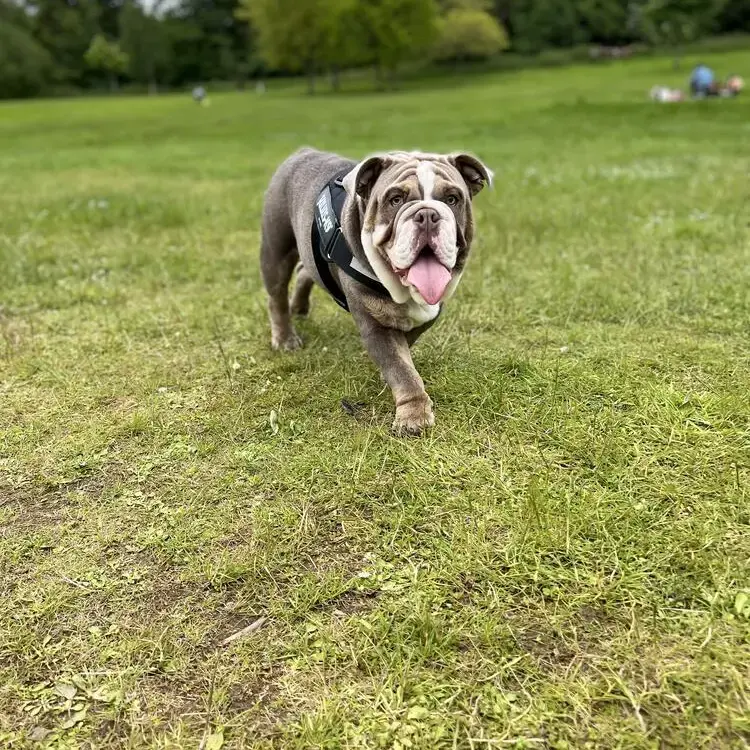 Bulldog
