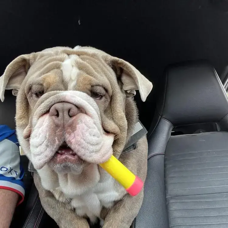 Bulldog