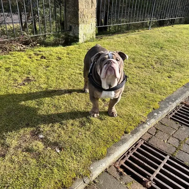 Bulldog