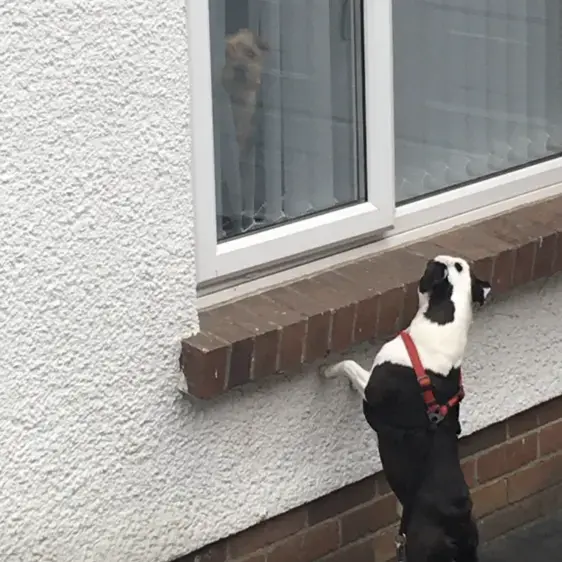 Boston Terrier