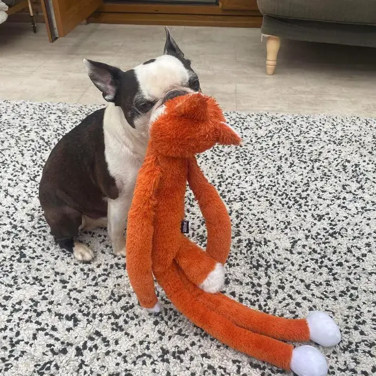 Boston Terrier
