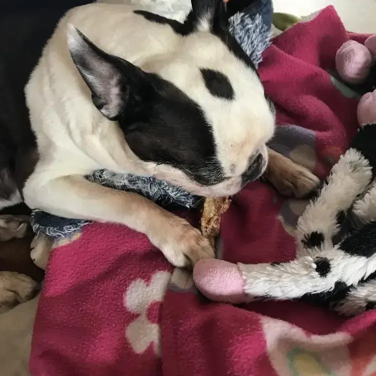 Boston Terrier